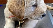 Chloe joined the competition — help win amazing prizes! puppy, dog, golden_retriever, pet, animal, fur, paw, leash, metal_surface, veterinary, grooming, indoors, closeup, cute, young, looking_away, collar, domestic_animal, mammal, resting
