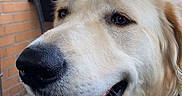 Chloe is registered to the contest to win money with this photo: animal, brick_wall, canine, chair, closeup, daylight, dog, domestic_animal, ears, friendly, fur, golden_retriever, happy, mammal, mouth, nose, outdoor, pet, side_view, tongue_out