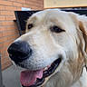 Chloe is registered to the contest to win money with this photo: dog, golden_retriever, tongue_out, happy, pet, animal, outdoor, brick_wall, chair, canine, friendly, mammal, fur, domestic_animal, closeup, nose, mouth, ears, daylight, side_view