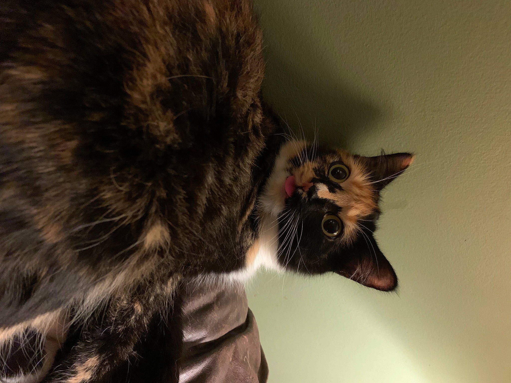 Noodles joined the competition — help win amazing prizes! black_cat, carnivore, cat, claw, domestic_short_haired_cat, ear, felidae, fur, gesture, paw, small_to_medium_sized_cats, snout, tail, terrestrial_animal, whiskers, wildlife, yawn