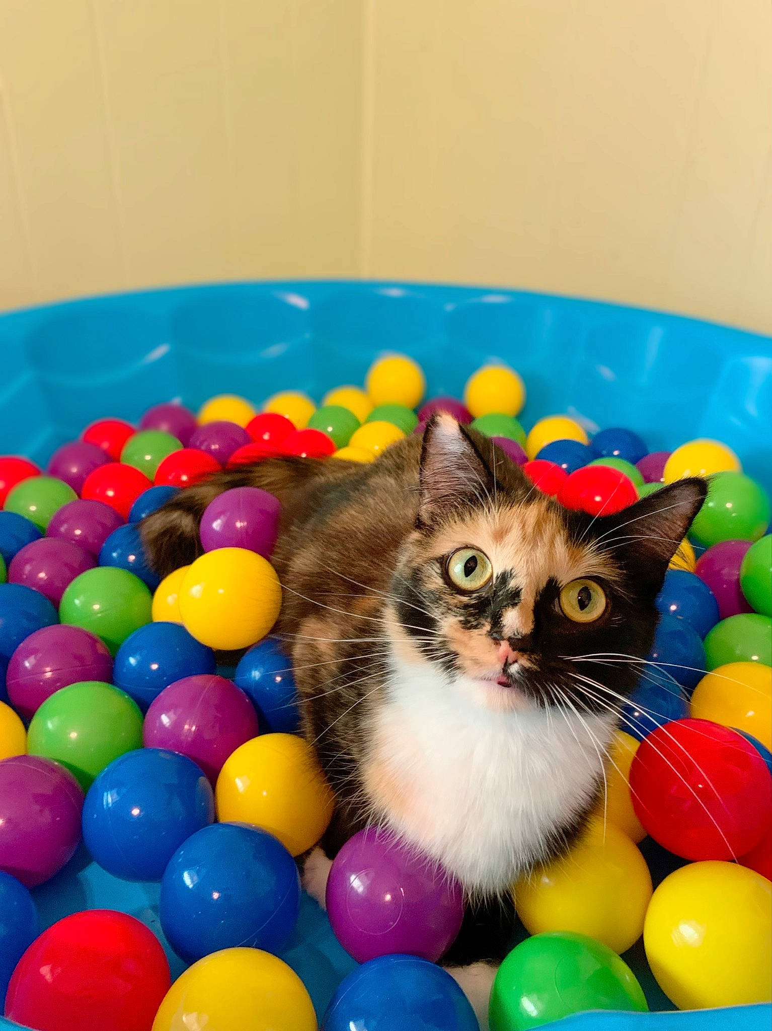Noodles is registered to the contest to win money with this photo: ball, basket, bowl, box, cat, cat_supply, cat_toy, easter, event, felidae, mammal, party_supply, play, recreation, sports_toy, sweetness, tableware, toy, vertebrate, whiskers