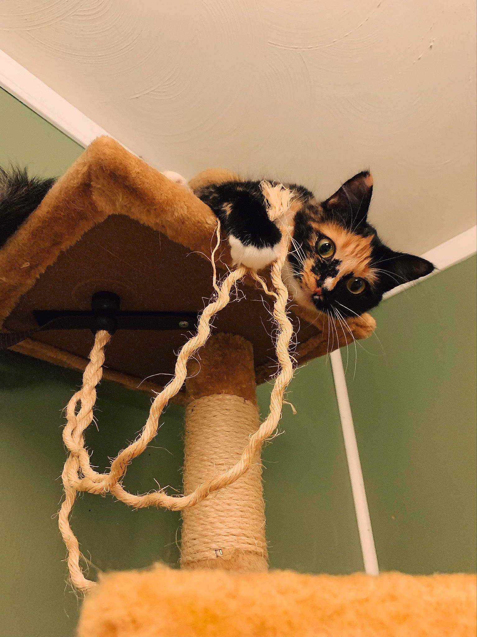 Noodles is registered to the contest to win money with this photo: cat, cat_supply, domestic_short_haired_cat, fawn, felidae, flowerpot, fur, houseplant, metal, natural_material, room, rope, sculpture, small_to_medium_sized_cats, tail, terrestrial_animal, twig, whiskers, window, wood