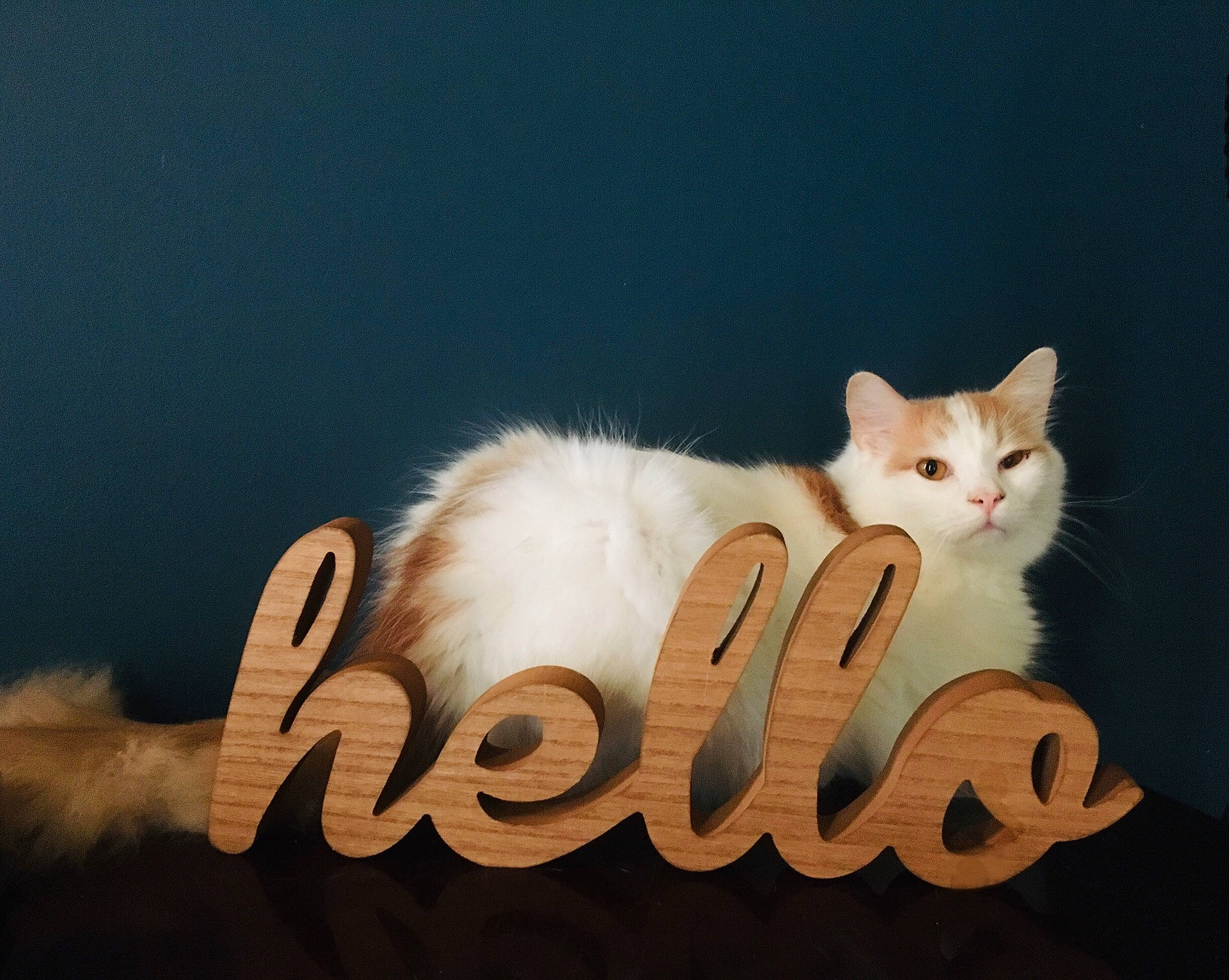 Stanley is registered to the contest to win money with this photo: art, carnivore, cat, domestic_short_haired_cat, fawn, felidae, font, fur, graphics, illustration, logo, paw, photo_caption, small_to_medium_sized_cats, snout, tail, whiskers, wood