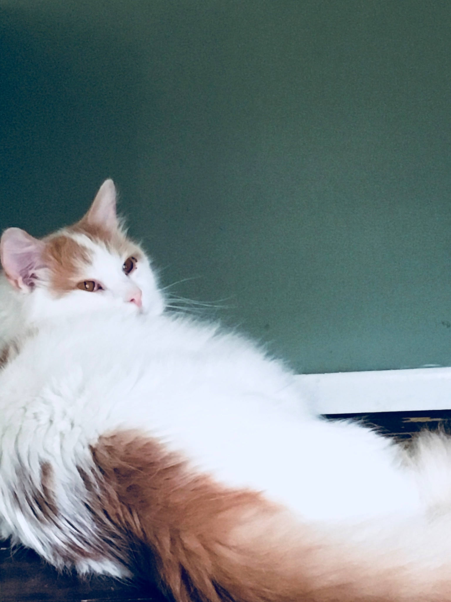 Stanley joined the competition — help win amazing prizes! british_longhair, carnivore, cat, claw, fawn, felidae, fur, paw, small_to_medium_sized_cats, tail, whiskers