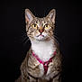 Patoune a rejoint le concours — aidez-le/la à gagner de superbes lots ! alert, animal, black_background, cat, close_up, cute, domestic_cat, feline, fur, indoor, looking_up, mammal, pet, pink_harness, portrait, sitting, studio, tabby, whiskers, yellow_eyes