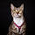 Patoune