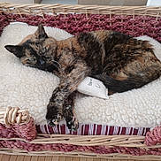 Katy a rejoint le concours — aidez-le/la à gagner de superbes lots ! animal, basket, bed, cat, closeup, comfortable, cozy, cushion, cute, fluffy, fur, home, indoor, pet, pillow, relaxed, resting, sleepy, tortoiseshell_cat, woven