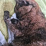 Katy participe au concours pour gagner de l'argent avec cette photo : animal, blanket, cat, closeup, comfort, cozy, cute, domestic, feline, fur, indoor, nap, paw, pet, relaxed, resting, sleeping, soft, tortoiseshell, whiskers