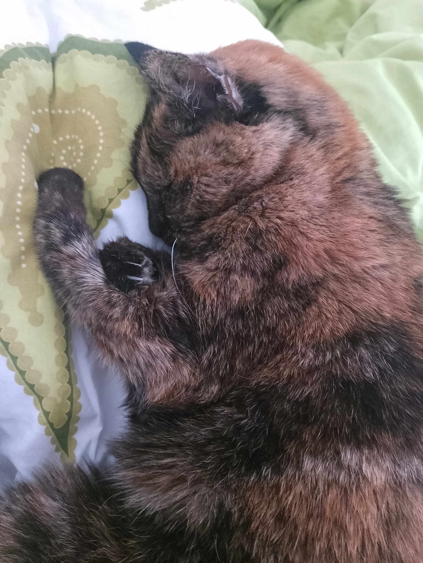 Katy participe au concours pour gagner de l'argent avec cette photo : animal, blanket, cat, closeup, comfort, cozy, cute, domestic, feline, fur, indoor, nap, paw, pet, relaxed, resting, sleeping, soft, tortoiseshell, whiskers