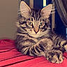 Magnum participe au concours pour gagner de l'argent avec cette photo : cat, kitten, tabby, furry, fluffy, animal, pet, portrait, face, eyes, ears, whiskers, paws, lying_down, bed, bedspread, red, indoors, home, cute