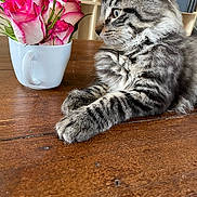 Magnum a rejoint le concours — aidez-le/la à gagner de superbes lots ! cat, tabby, fluffy, longhaired, gray, striped, animal, pet, feline, whiskers, ears, paws, sitting, portrait, roses, flowers, mug, cup, wooden_table, indoor