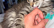 Magnum participe au concours pour gagner de l'argent avec cette photo : cat, kitten, fluffy, gray_fur, long_hair, tabby, animal, pet, whiskers, green_eyes, pointed_ears, paws, human_hand, licking, close_up, portrait, indoors, bedding, cute, playful