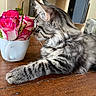 Magnum a rejoint le concours — aidez-le/la à gagner de superbes lots ! cat, tabby, fluffy, long_hair, feline, pet, animal, sitting, lying_down, profile, whiskers, ears, striped_fur, gray_fur, indoor, wooden_table, roses, flowers, white_mug, home_decor