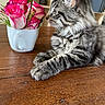 cat, tabby_cat, kitten, fluffy, long_hair, striped_fur, whiskers, ears, paws, sitting, side_profile, flowers, roses, pink_roses, bouquet, white_mug, wooden_table, indoor, home, portrait