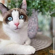 Brian is registered to the contest to win money with this photo: animal, background_blur, blue_eyes, cat, close_up, cute, domestic_animal, focus, fur, indoor, pet, pink_nose, plant, portrait, relaxed, resting, table, vase, whiskers