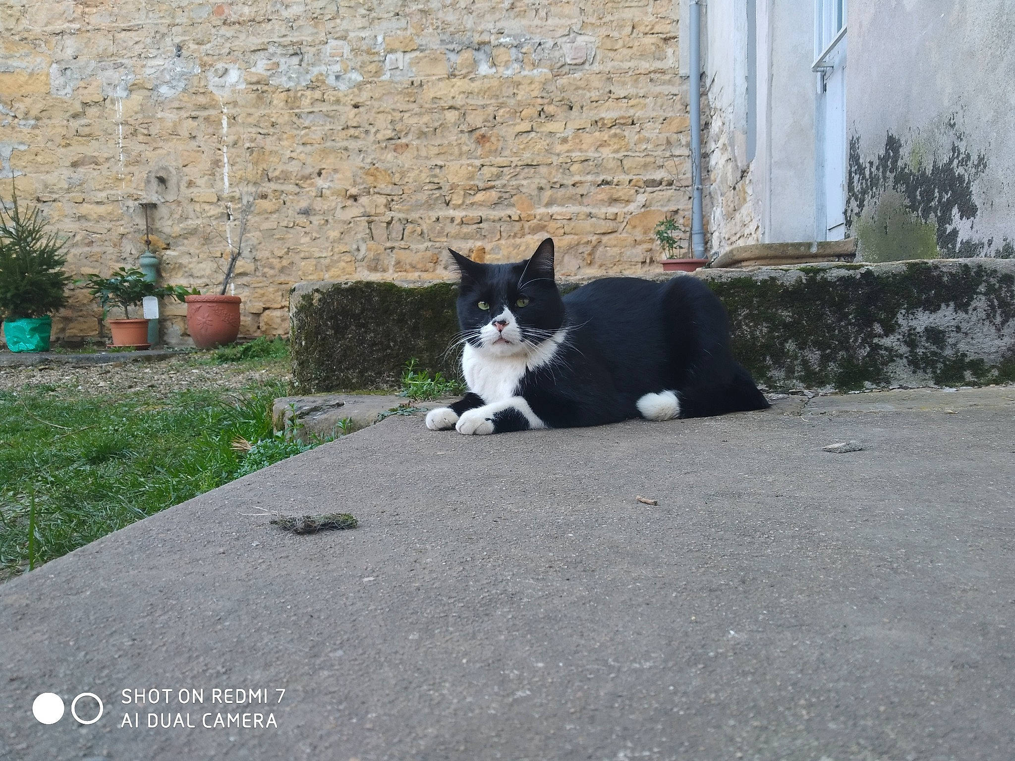 Nesquick a rejoint le concours — aidez-le/la à gagner de superbes lots ! art, asphalt, building, carnivore, cat, felidae, flowerpot, grass, grey, houseplant, plant, road, road_surface, sidewalk, small_to_medium_sized_cats, snout, tail, tree, wall, whiskers