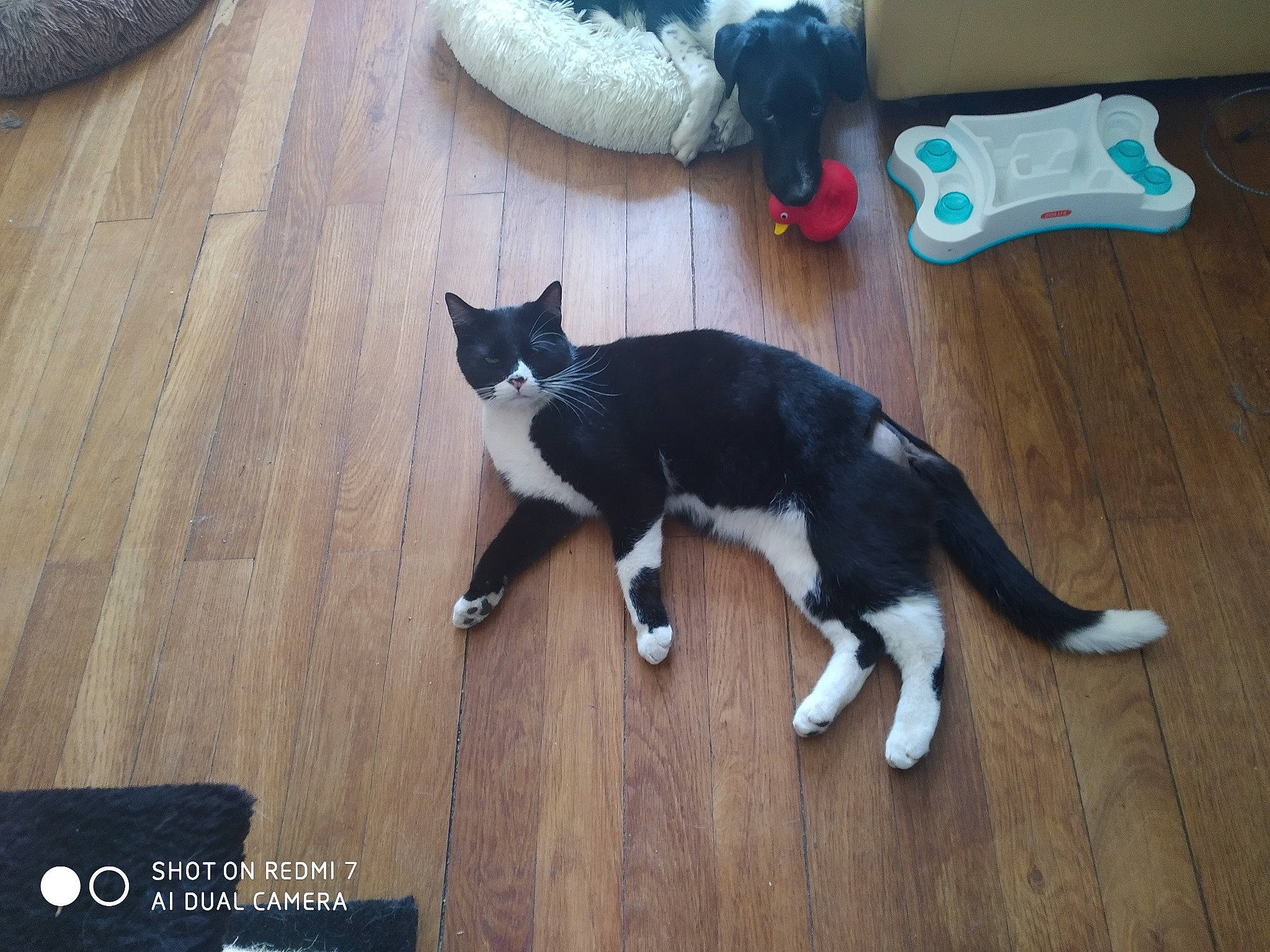 Nesquick participe au concours pour gagner de l'argent avec cette photo : black, carnivore, cat, dog_breed, domestic_short_haired_cat, felidae, floor, flooring, fur, grey, hardwood, laminate_flooring, mammal, small_to_medium_sized_cats, tail, vertebrate, whiskers, wood, wood_flooring, wood_stain