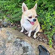 Daisy participe au concours pour gagner de l'argent avec cette photo : animal, chihuahua, closeup, companion, daylight, dog, ears, fur, greenery, ground, happy, leash, nature, outdoor, pet, plants, rocks, sitting, small_dog, tongue_out