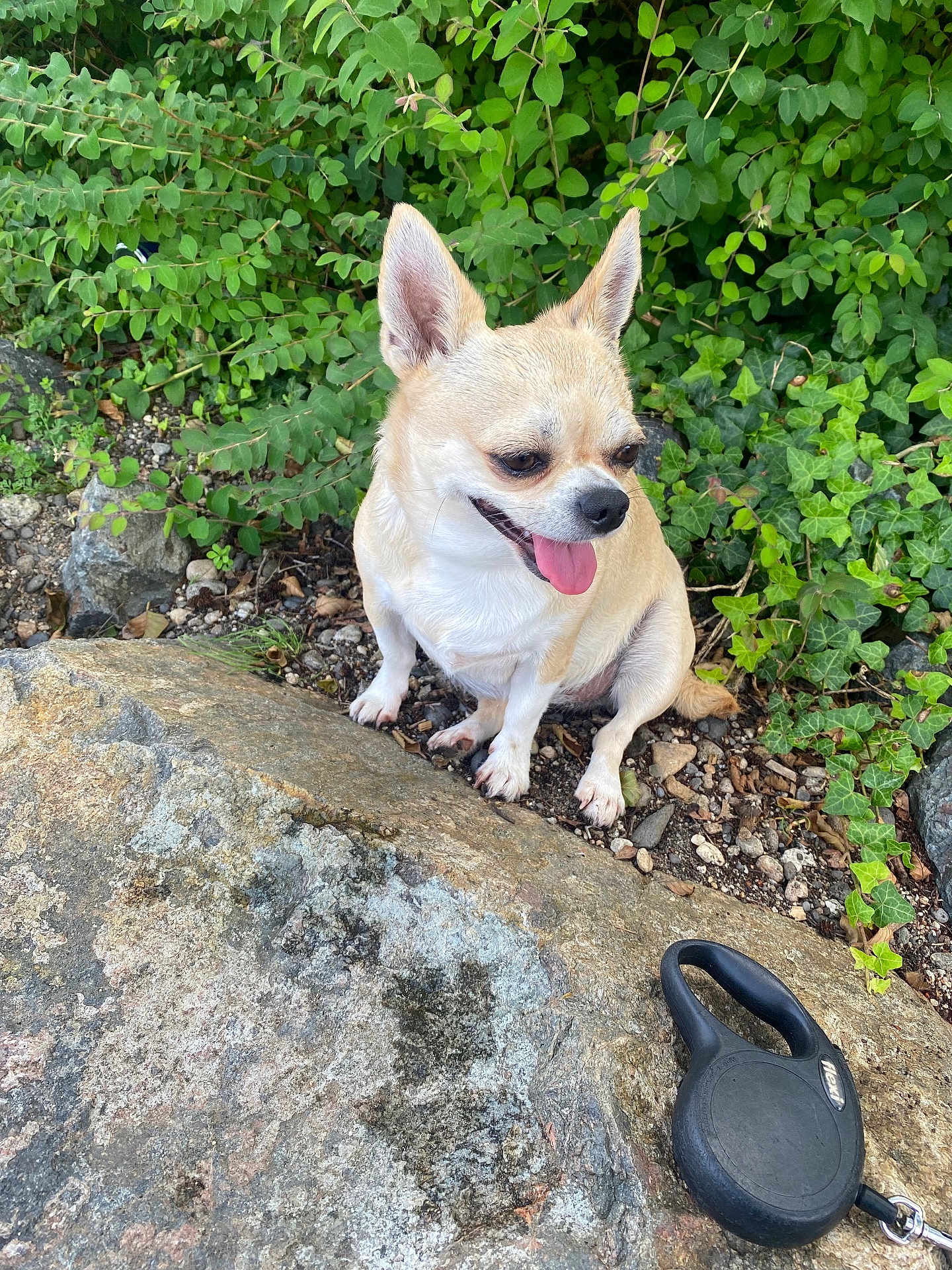 Daisy participe au concours pour gagner de l'argent avec cette photo : animal, chihuahua, closeup, companion, daylight, dog, ears, fur, greenery, ground, happy, leash, nature, outdoor, pet, plants, rocks, sitting, small_dog, tongue_out