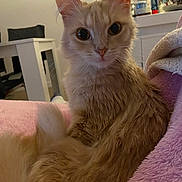 Louna participe au concours pour gagner de l'argent avec cette photo : animal, blanket, cat, closeup, cozy, curious, cute, domestic_animal, ears, fluffy, fur, furniture, household, indoor, orange_cat, pet, relaxing, table, tail, whiskers