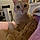 Louna
