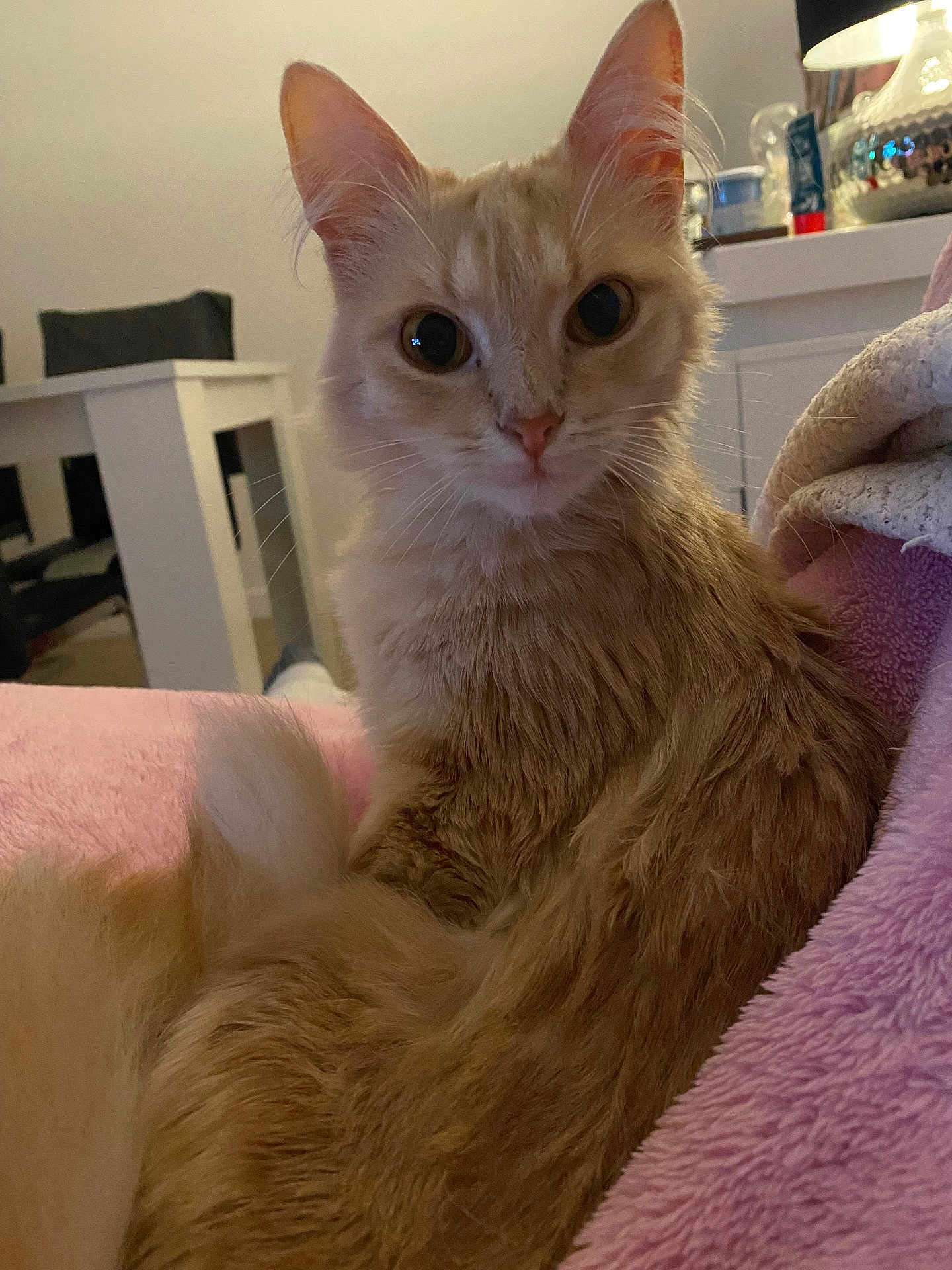 Louna participe au concours pour gagner de l'argent avec cette photo : animal, blanket, cat, closeup, cozy, curious, cute, domestic_animal, ears, fluffy, fur, furniture, household, indoor, orange_cat, pet, relaxing, table, tail, whiskers