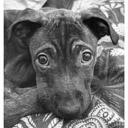 Ouija a rejoint le concours — aidez-le/la à gagner de superbes lots ! adorable, animal, black_and_white, blanket, close_up, cute, dog, ears, eyes, face, fur, indoor, pattern, pet, portrait, puppy, resting, snout, soft, young