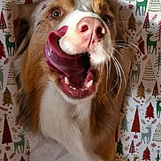 Tsuky participe au concours pour gagner de l'argent avec cette photo : animal, canine, cheerful, christmas, closeup, cute, dog, festive, fur, holiday, holiday_decor, mouth, nose, pet, playful, reindeer, surprised, tongue, trees, wrapping_paper