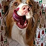 animal, canine, cheerful, christmas, closeup, cute, dog, festive, fur, holiday, holiday_decor, mouth, nose, pet, playful, reindeer, surprised, tongue, trees, wrapping_paper