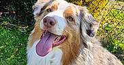 Tsuky a rejoint le concours — aidez-le/la à gagner de superbes lots ! animal, australian_shepherd, canine, cute, dog, fence, flower, fur, grass, happy, mammal, nature, outdoor, pet, playful, portrait, sitting, sunny, tongue_out, yellow_flower