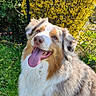 animal, australian_shepherd, canine, cute, dog, fence, flower, fur, grass, happy, mammal, nature, outdoor, pet, playful, portrait, sitting, sunny, tongue_out, yellow_flower
