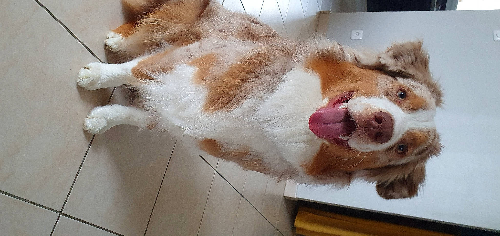 Tsuky participe au concours pour gagner de l'argent avec cette photo : canidae, carnivore, cat, companion_dog, dog, dog_breed, ear, fawn, felidae, flooring, fur, paw, pet_supply, small_to_medium_sized_cats, snout, sporting_group, tail, toy, whiskers, working_animal