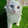 cat, white_cat, heterochromia, blue_eye, yellow_eye, whiskers, pink_nose, outdoor, grass, sunlight, pet, animal, close_up, curious, feline, cute, nature, domestic_cat, portrait, paw