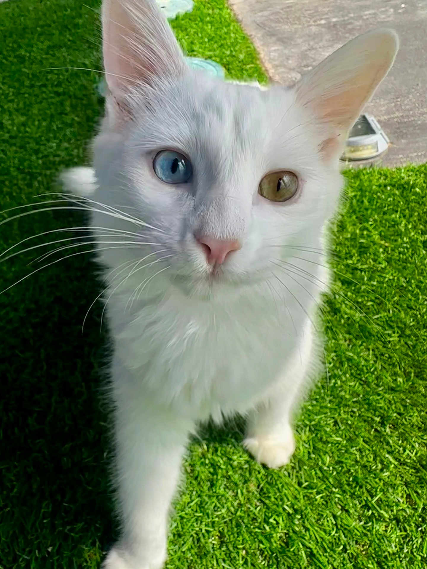 Brady is registered to the contest to win money with this photo: cat, white_cat, heterochromia, blue_eye, yellow_eye, whiskers, pink_nose, outdoor, grass, sunlight, pet, animal, close_up, curious, feline, cute, nature, domestic_cat, portrait, paw
