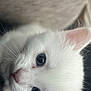 Brady is registered to the contest to win money with this photo: white_kitten, cat, close_up, blue_eyes, fur, whiskers, pet, animal, cute, young, small, soft, indoor, portrait, curious, feline, mammal, head, ears, face