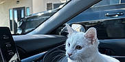 Brady is registered to the contest to win money with this photo: cat, white_cat, heterochromia, car_interior, dashboard, window, blue_sky, building, daylight, pet, curious, animal, whiskers, ears, paws, vehicle, reflection, side_mirror, indoor, closeup