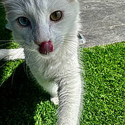 Brady joined the competition — help win amazing prizes! cat, white_cat, heterochromia, blue_eye, brown_eye, tongue_out, close_up, outdoor, grass, sunlight, whiskers, paw, curious, pet, animal, feline, nature, daylight, concrete, playful