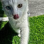 cat, white_cat, heterochromia, blue_eye, brown_eye, tongue_out, close_up, outdoor, grass, sunlight, whiskers, paw, curious, pet, animal, feline, nature, daylight, concrete, playful