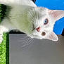 Brady joined the competition — help win amazing prizes! cat, white_cat, heterochromia, blue_eye, amber_eye, whiskers, outdoor, grass, sky, sunlight, pet, animal, curious, close_up, feline, ears, nose, cute, portrait, nature