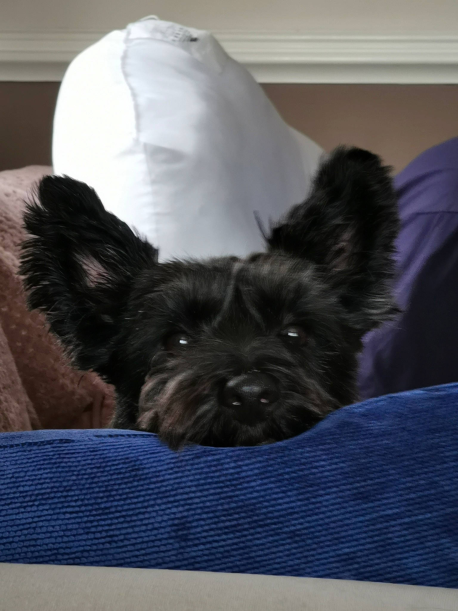 Bobbi joined the competition — help win amazing prizes! affenpinscher, bolonka, cairn_terrier, canidae, carnivore, dog, dog_breed, ear, mammal, puppy, schnoodle, scottish_terrier, skye_terrier, small_terrier, snout, terrier, toy_dog, yorkshire_terrier