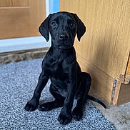 Bella Boo joined the competition — help win amazing prizes! puppy, dog, black_dog, carpet, indoor, wooden_cabinet, door, pet, young_dog, sitting, curious, furry, cute, animal, companion, looking, floor, domestic, portrait, home