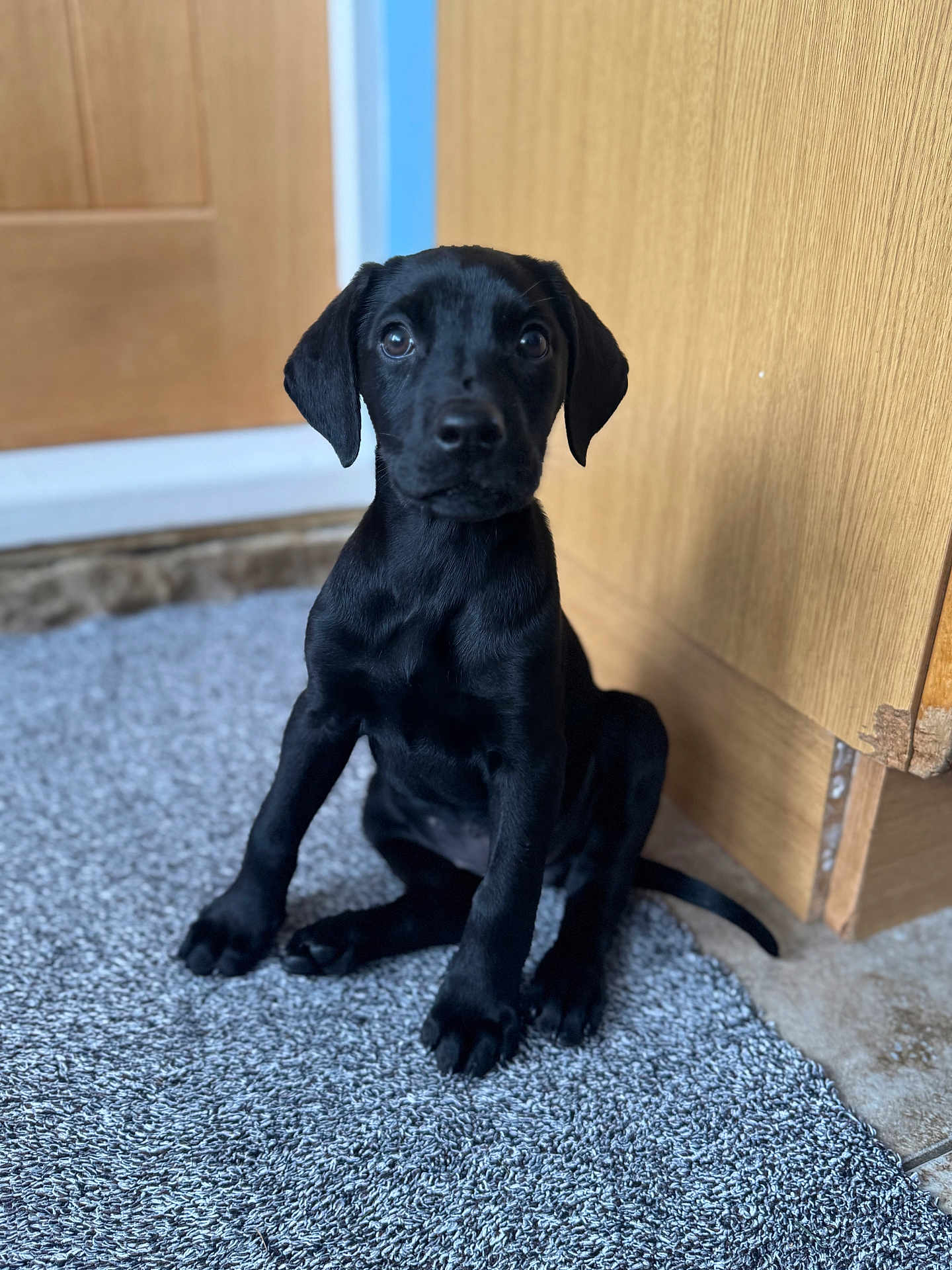 Bella Boo