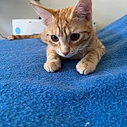 Youpy participe au concours pour gagner de l'argent avec cette photo : cat, kitten, orange_tabby, feline, pet, indoor, blue_blanket, curious, whiskers, paws, fur, close_up, resting, young_animal, domestic_animal, cute, animal, soft_texture, background, household