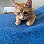 cat, kitten, orange_tabby, feline, pet, indoor, blue_blanket, curious, whiskers, paws, fur, close_up, resting, young_animal, domestic_animal, cute, animal, soft_texture, background, household
