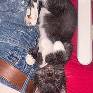 Precious is registered to the contest to win money with this photo: adorable, animal, belt, black_and_white, cat, closeup, cozy, cute, fur, indoor, jeans, kitten, paw, pet, pink_tongue, red_background, resting, sleeping, small, whiskers