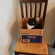 Gemma is registered to the contest to win money with this photo: cat, cardboard_box, chair, wooden_chair, indoor, pet, black_and_white_cat, feline, chewy_box, barcode, looking_away, sitting, furniture, home, floor, wall, shadow, pet_lovers, box, domestic_cat
