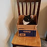 cat, cardboard_box, chair, wooden_chair, indoor, pet, black_and_white_cat, feline, chewy_box, barcode, looking_away, sitting, furniture, home, floor, wall, shadow, pet_lovers, box, domestic_cat
