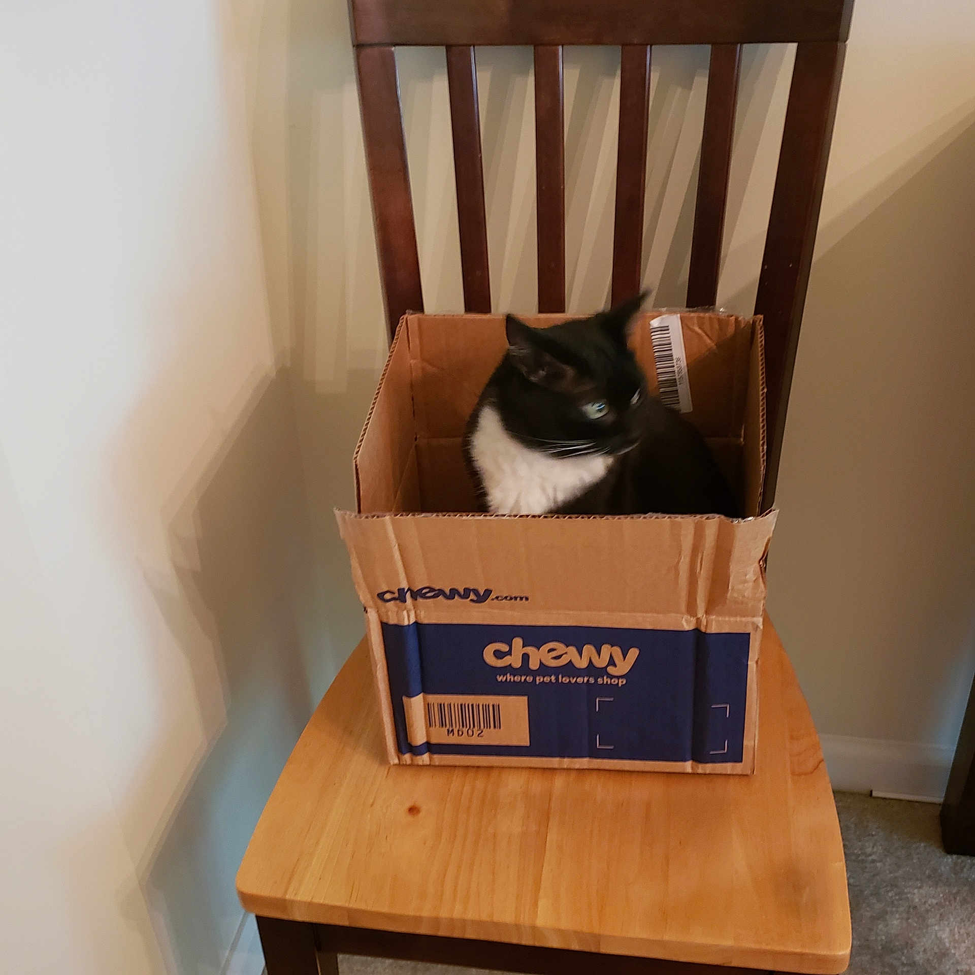 Gemma
