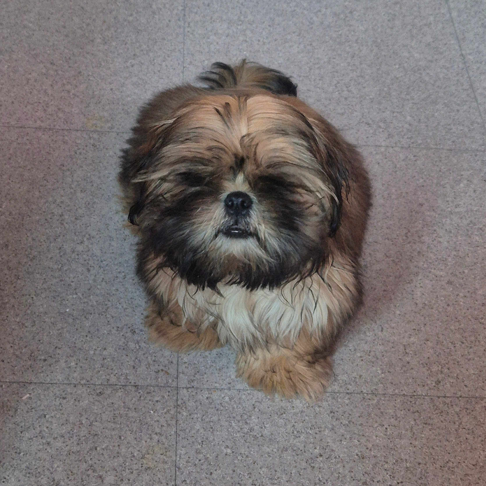 Amaro a rejoint le concours — aidez-le/la à gagner de superbes lots ! adorable, animal, brown_fur, canine, companion, cute, dog, domestic_animal, fluffy, friendly, fur, furry, indoor, looking_up, mammal, pet, portrait, sitting, small_dog, tile_floor