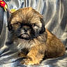 adorable, animal, black_face, brown_fur, closeup, cozy, cute, dog, fabric_background, flower, fluffy, indoor, pet, portrait, puppy, rose, sitting, small_dog, soft_texture, young
